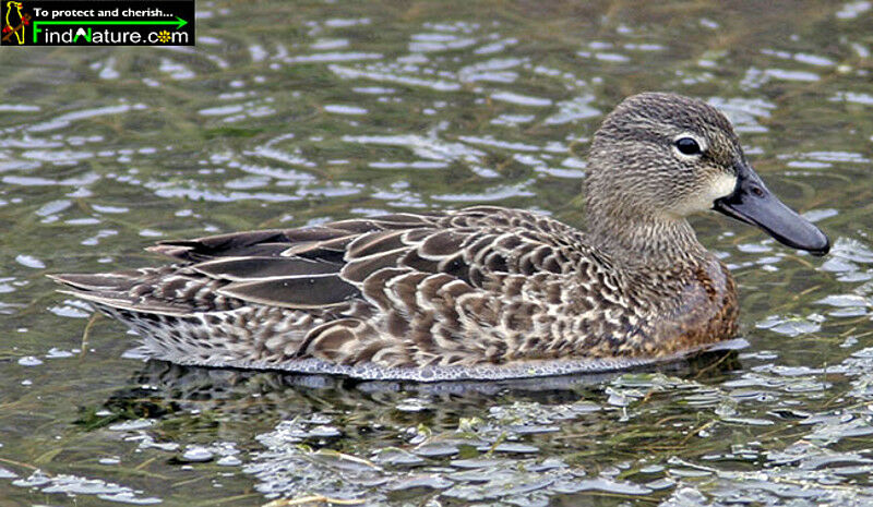 Blue-winged Teal female adult