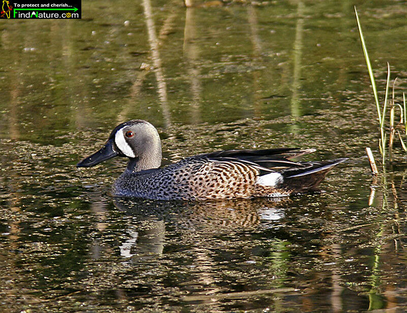 Sarcelle à ailes bleues mâle adulte