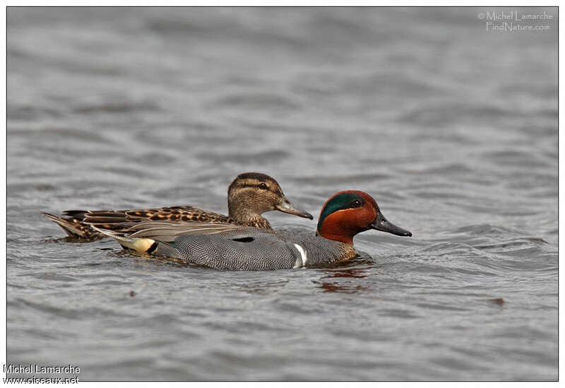 Sarcelle à ailes vertesadulte nuptial