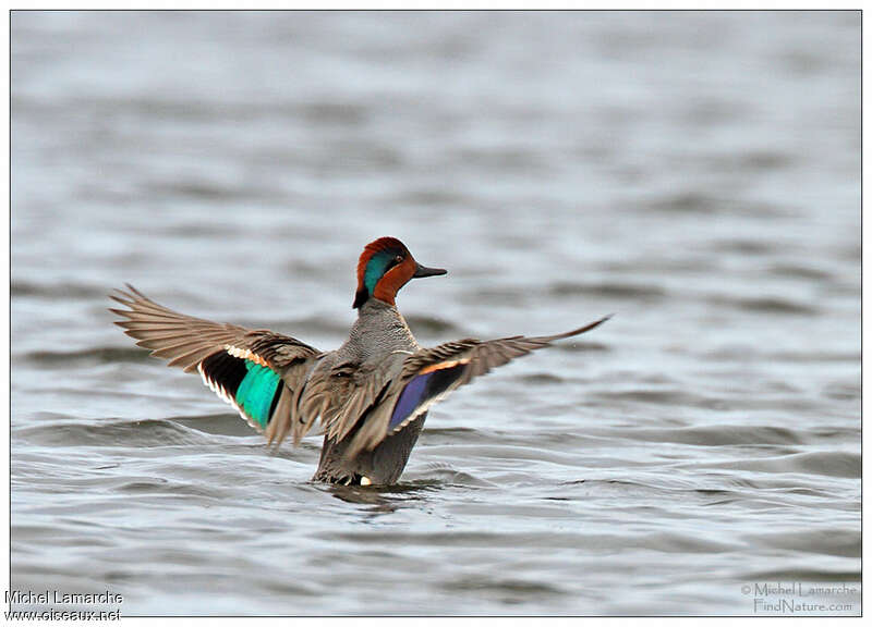 Green-winged Teal male adult breeding, aspect, pigmentation, Behaviour