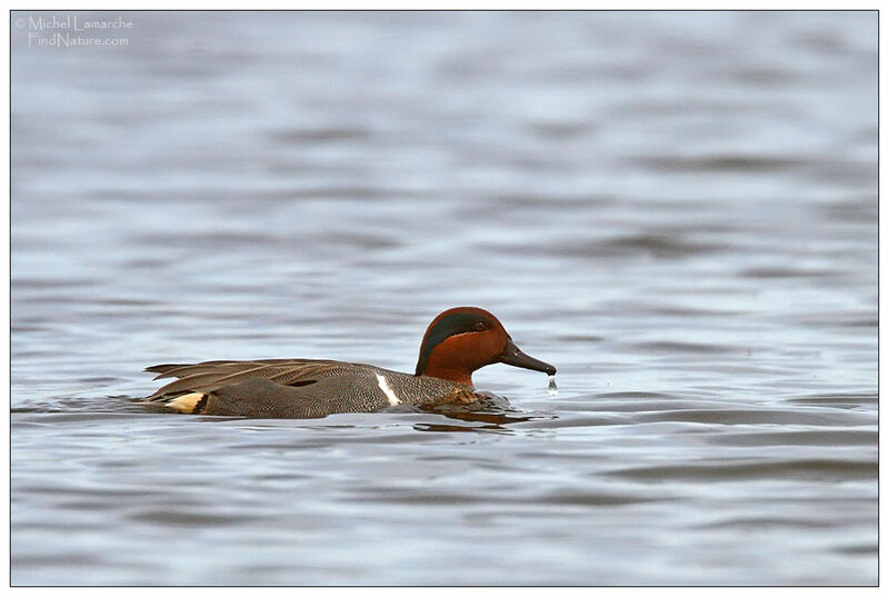 Green-winged Teal male adult breeding