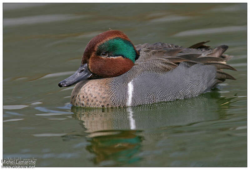 Sarcelle à ailes vertes mâle adulte nuptial