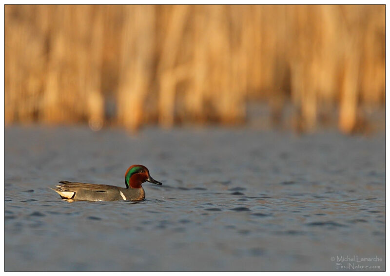 Green-winged Teal male adult breeding