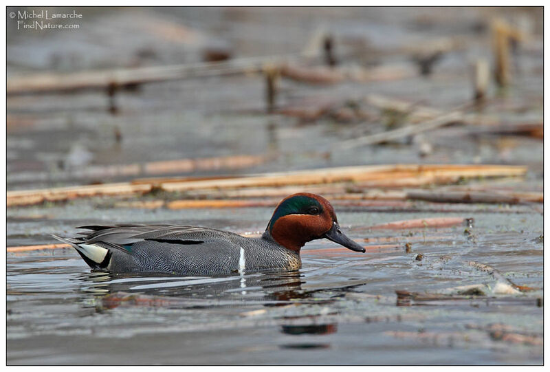 Green-winged Teal male adult breeding