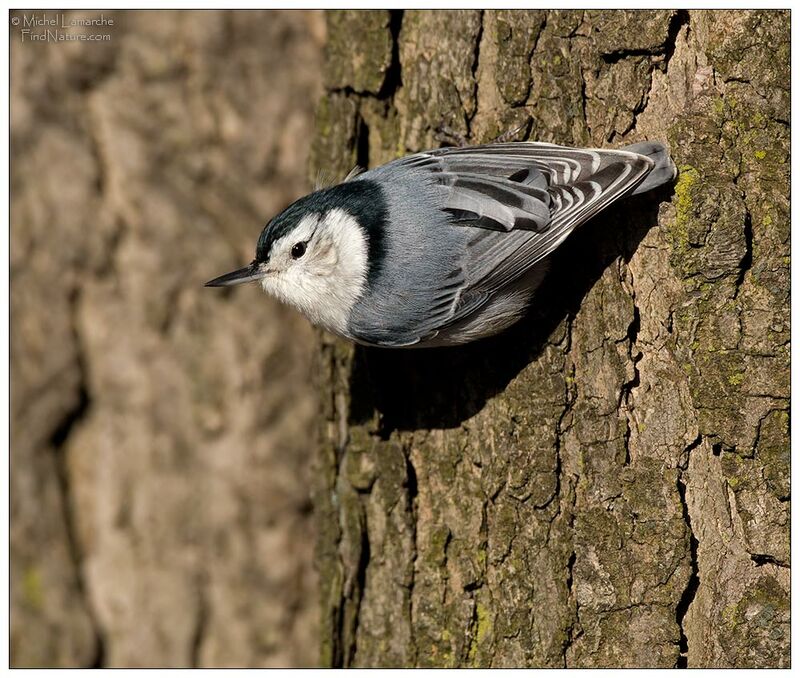 White-breasted Nuthatch