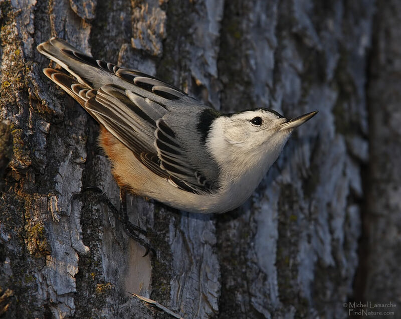 White-breasted Nuthatch