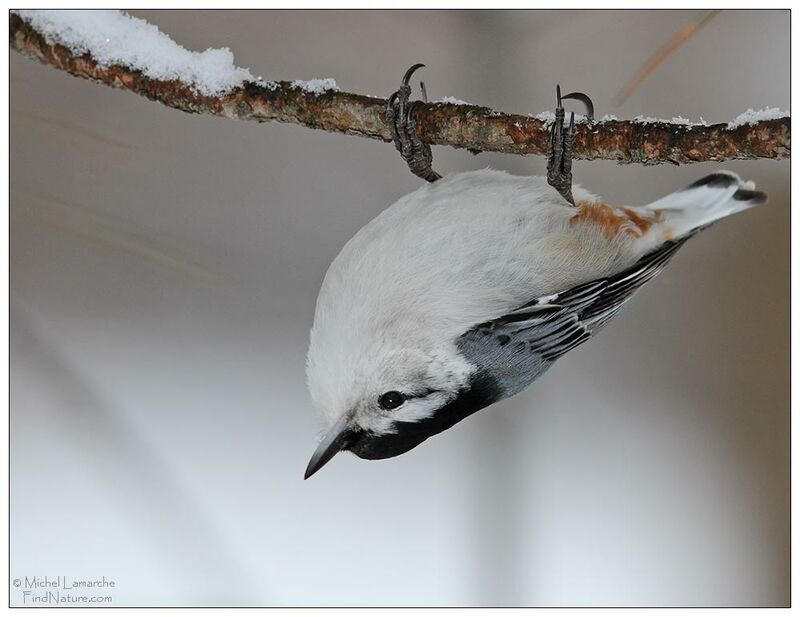 White-breasted Nuthatch