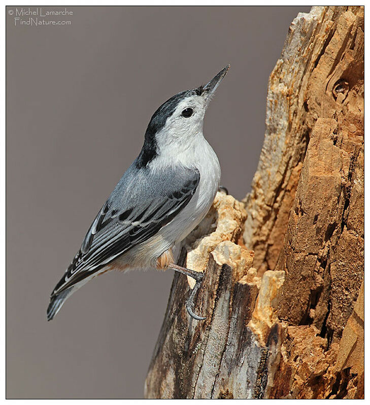 White-breasted Nuthatch