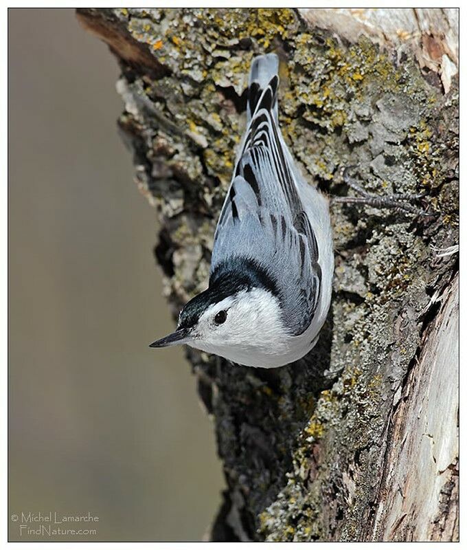 White-breasted Nuthatch