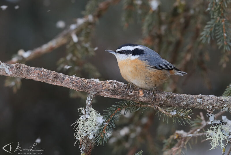 Red-breasted Nuthatch