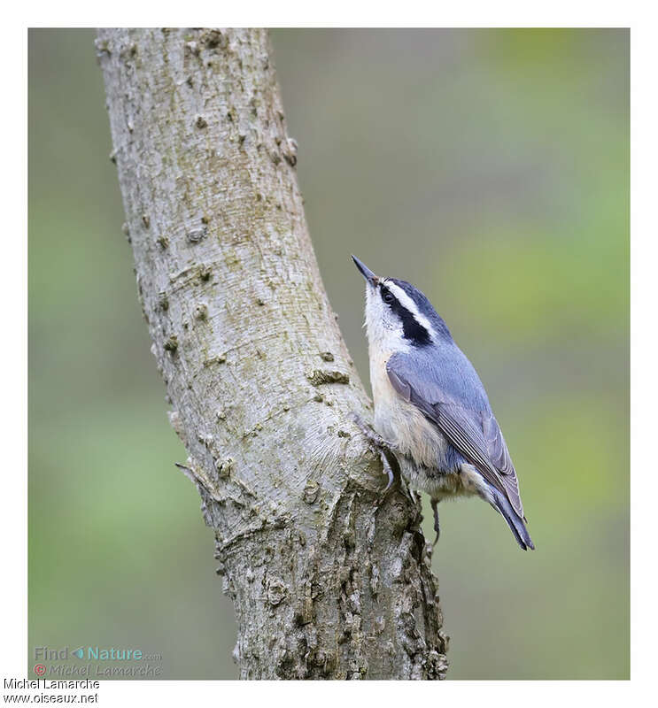 Sittelle à poitrine roussejuvénile, identification