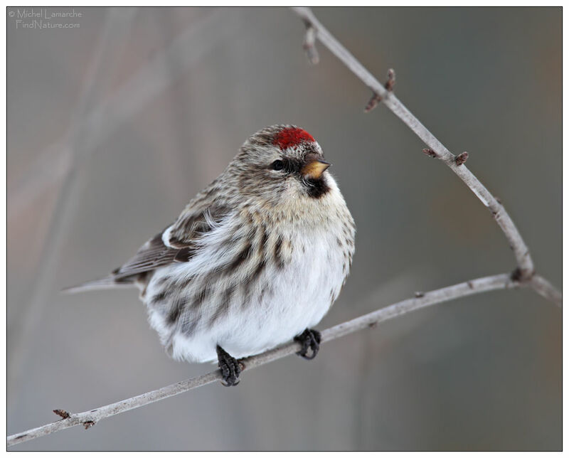 Common Redpoll