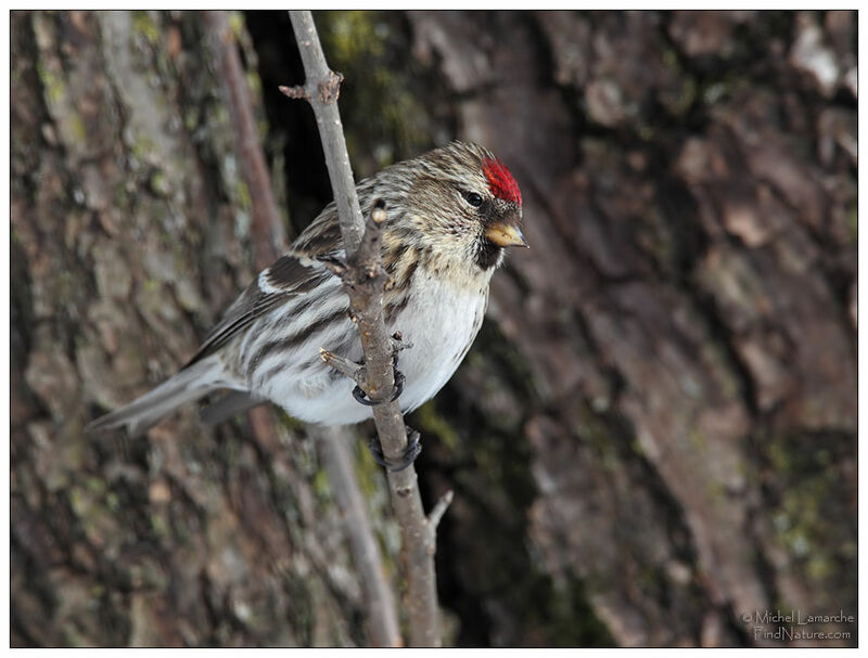 Redpoll