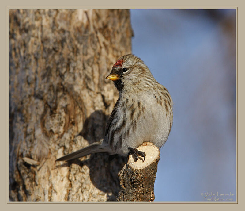 Common Redpoll