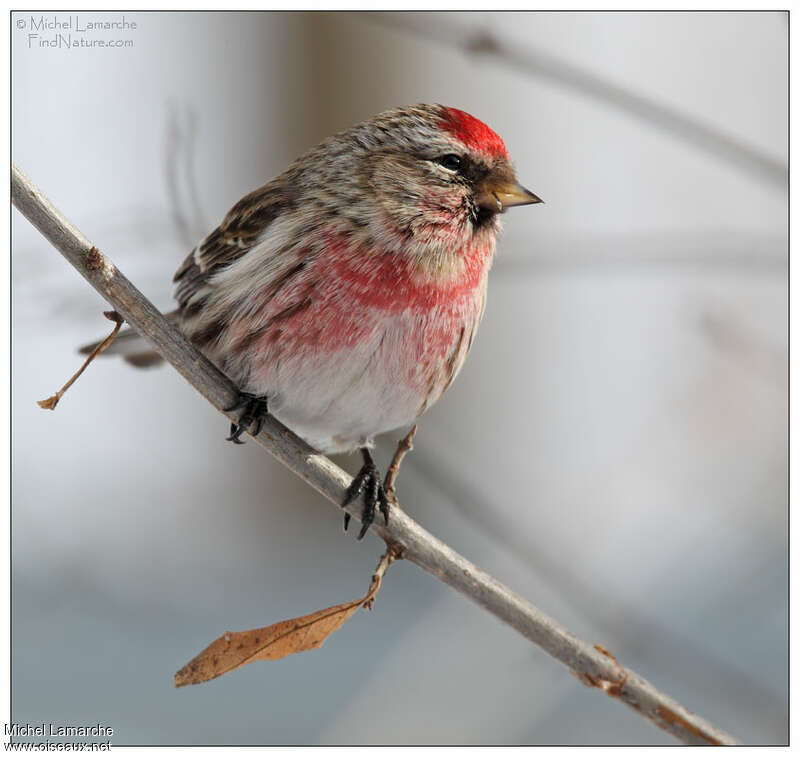 Common Redpoll male adult breeding, identification