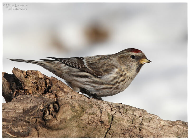 Common Redpoll