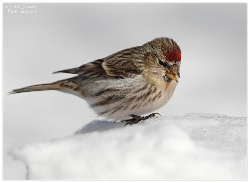 Common Redpoll