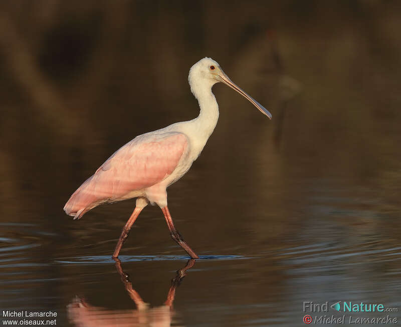 Roseate Spoonbilladult, identification