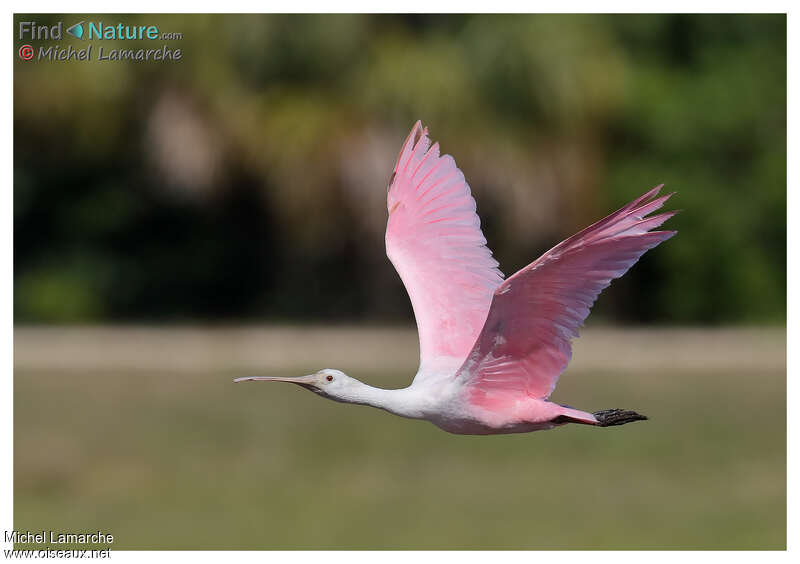 Roseate Spoonbill, Flight