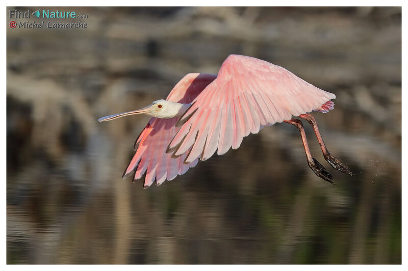 Roseate Spoonbill, Flight