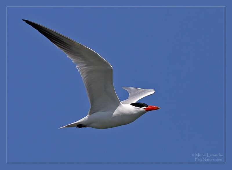 Caspian Tern