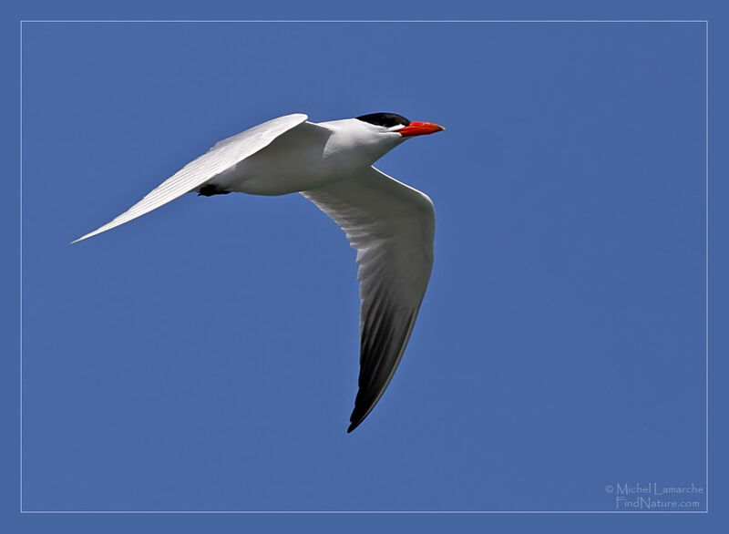 Caspian Tern