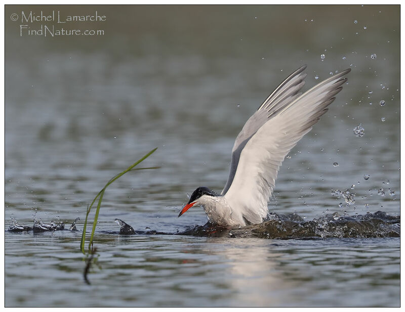 Common Tern