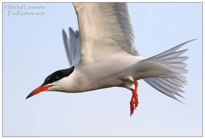 Common Tern, Flight