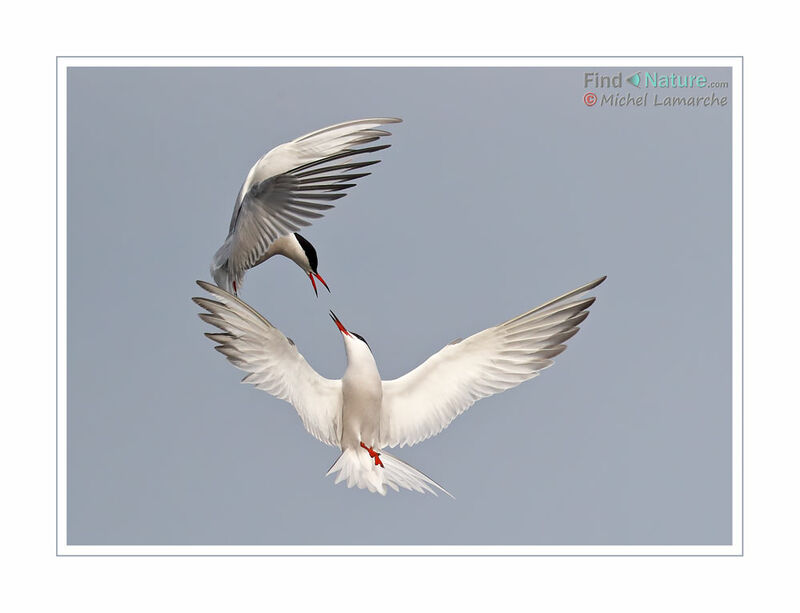 Common Tern, Flight