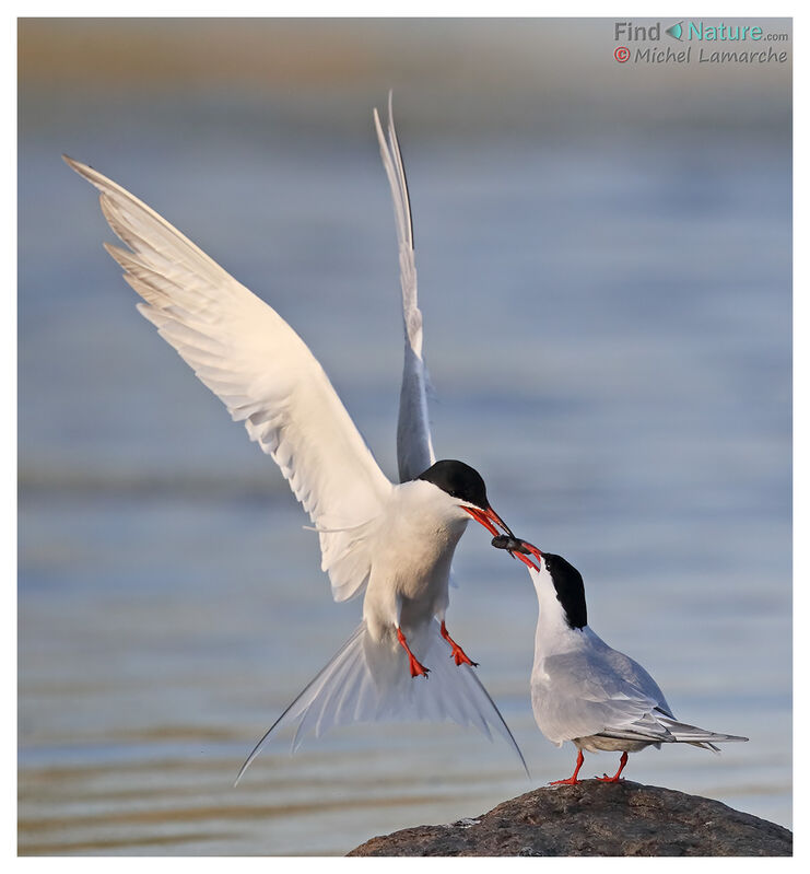 Common Tern, Flight