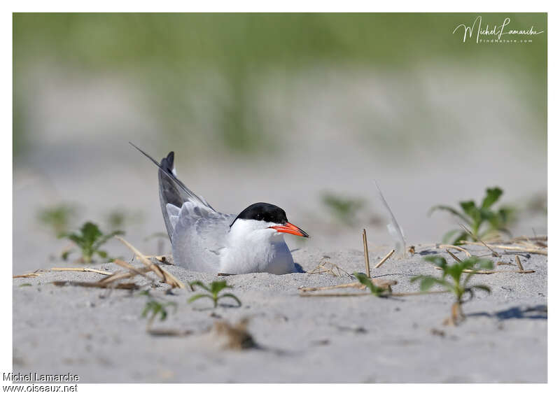 Common Ternadult, Reproduction-nesting