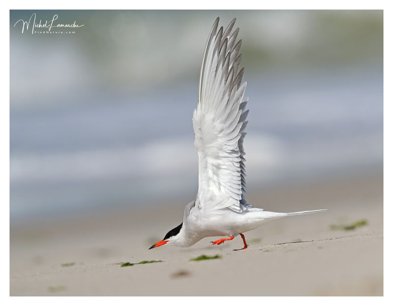 Common Tern