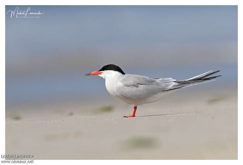 Common Ternadult breeding, identification