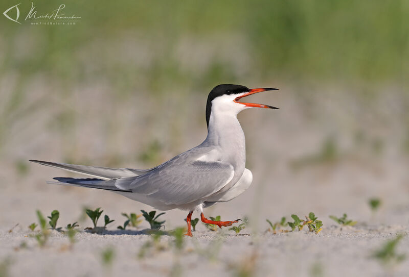 Common Tern