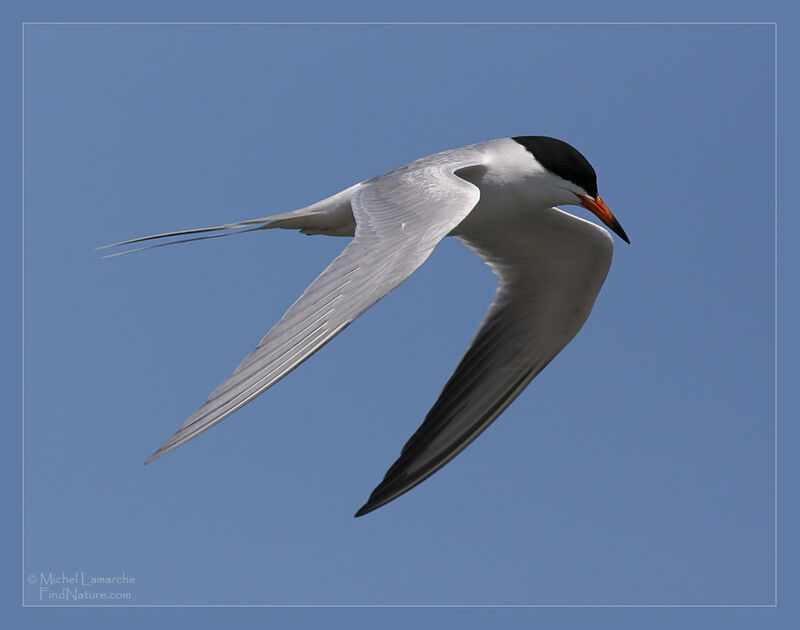 Common Tern