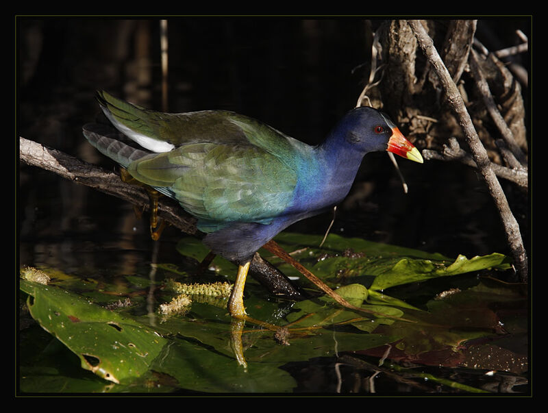 Purple Gallinule