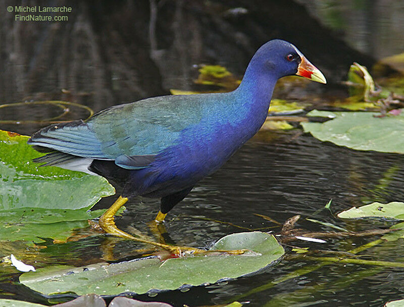 Purple Gallinule