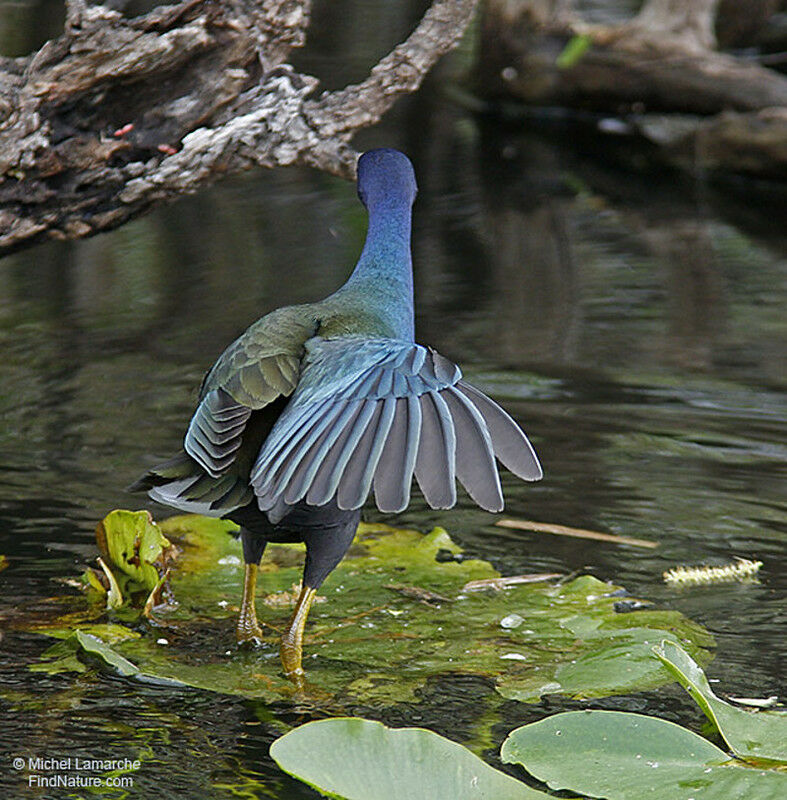 Purple Gallinule