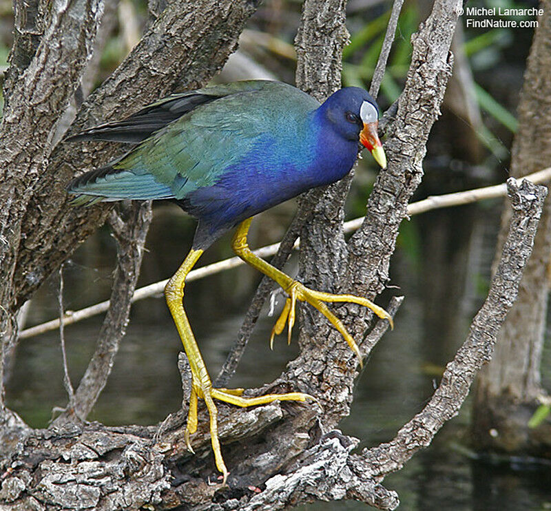 Purple Gallinule