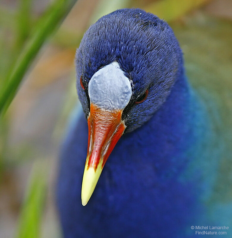 Purple Gallinule