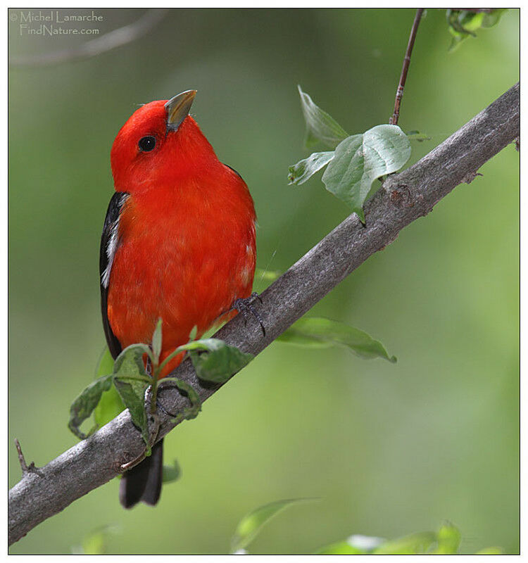 Scarlet Tanager male adult