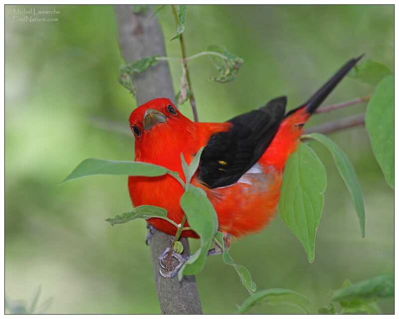 Scarlet Tanager male adult