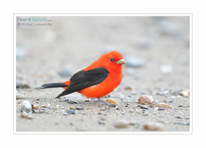 Scarlet Tanager male adult breeding