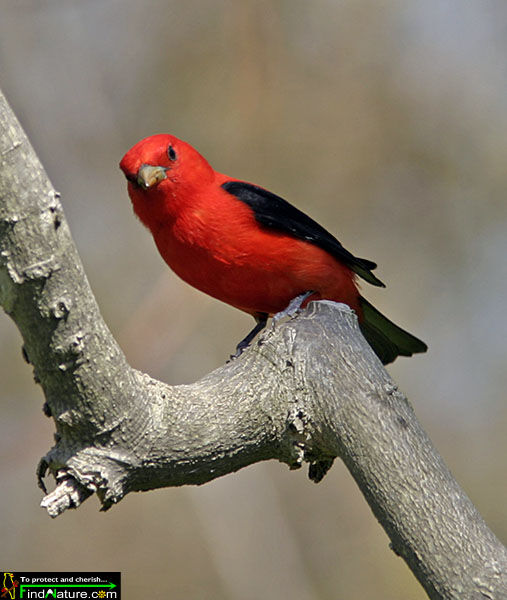 Scarlet Tanager