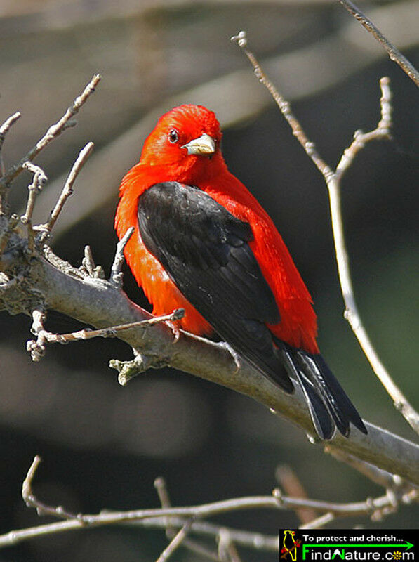 Scarlet Tanager male adult