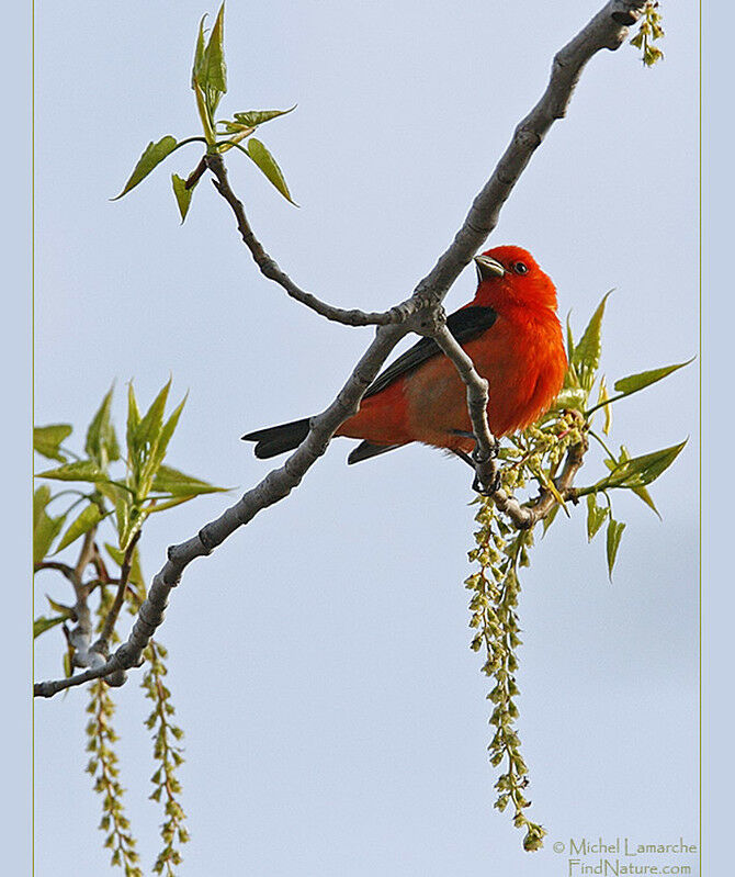 Scarlet Tanager male adult