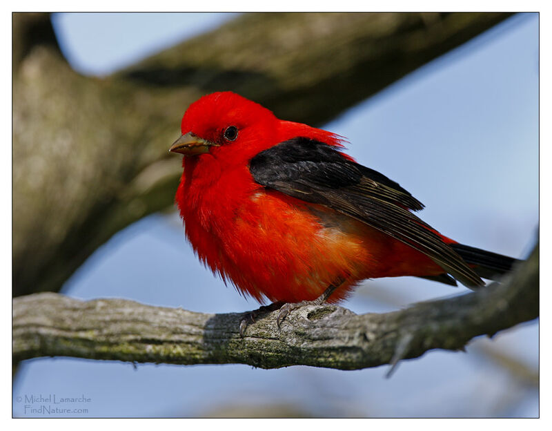 Scarlet Tanager male adult breeding