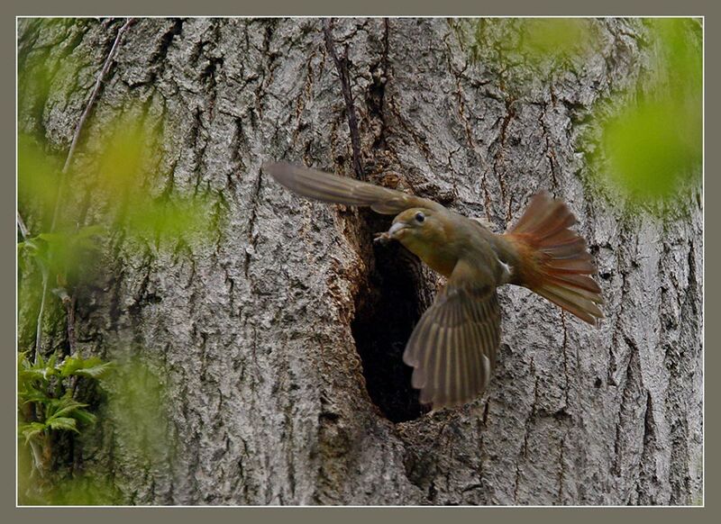 Summer Tanager female adult