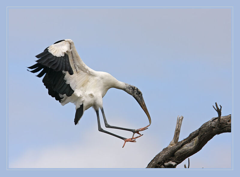 Wood Stork