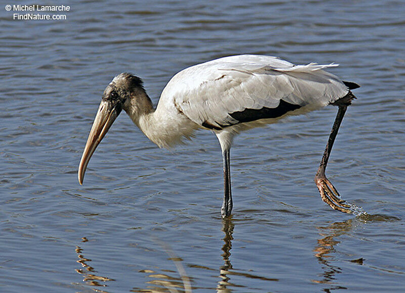 Wood Stork